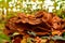 Giant polypore mushroom autumn odenwald germany