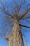 Giant poplar tree in the winter