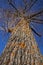 Giant poplar tree in the winter
