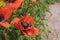 Giant poppy close up