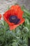 Giant poppy flowers