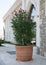 Giant pot with tiny red flowers in front of the hotel Villa Chinka, St Constantine and Elena, Varna, Bulgaria