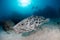 A giant potato cod sits on the sand