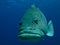 Giant Potato Fish Great Barrier Reef