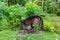 A giant prehistoric megalithic stone coin or money Rai, overgrown under trees in jungle. Yap island, Micronesia, Oceania.