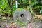 A giant prehistoric megalithic stone coin or money Rai, under trees overgrown in jungle. Micronesia, Oceania.
