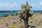 Giant Prickly Pear Cactus Opuntia echios barringtonensis on South plaza, Galapagos Islands, Ecuador, South America