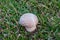 Giant puffball