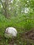 Giant puffball