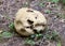 Giant puffball