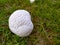 Giant puffball or Calvatia gigantea , close up shot in the evening