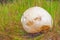 Giant puffball Calvatia gigantea fungus growing in grassland, huge mushroom growing in the forest