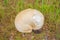 Giant puffball Calvatia gigantea fungus growing in grassland, huge mushroom growing in the forest