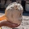 Giant puffball is edible and medicinal mushroom