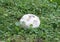 Giant puffball fungi Calvactia gigantea