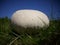 Giant puffball fungus