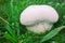 Giant puffball fungus growing in grassland