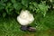 Giant puffball fungus with shoe as size reference.