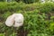 Giant puffball growing on the slope of a