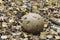 The Giant Puffball Langermannia gigantea is an edible mushroom