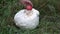 Giant puffball Langermannia gigantea mushroom and red apple