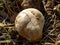 Giant puffball mushroom on forest floor with ladybug at fall