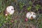 Giant puffball mushrooms Langermannia gigantea and apples