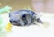 Giant Puffer Fish, Galapagos