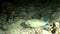 Giant puffer fish underwater of Shaab Sharm.
