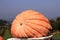 Giant pumpkin