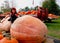 Giant pumpkin, little boy