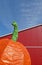 Giant pumpkin red barn blue sky