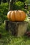 Giant Pumpkin on Stump