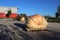 Giant Pumpkins on a Farm