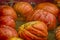 Giant Pumpkins lay in on a straw bed