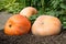 Giant pumpkins set for celebrating Halloween and fall in garden