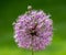 Giant purple allium flower on a field