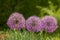 Giant purple allium flower field with tiny blue flowers