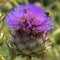 Giant purple flower of burdock. Bees make honey.