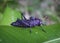 Giant Purple Grasshopper