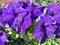 Giant Purple Petunias in full Bloom in May