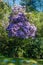 Giant Purple Rhododendron