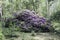 Giant purple rhododendron plant in bark forest