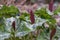 Giant purple wakerobin Trillium kurabayashii, budding plants