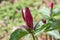 Giant purple wakerobin Trillium kurabayashii, flower