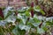 Giant purple wakerobin Trillium kurabayashii, flowering plants
