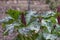 Giant purple wakerobin Trillium kurabayashii, leaves and budding flowers