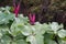 Giant purple wakerobin Trillium kurabayashii, natural habitat