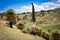 Giant Puya Raimondi, growing in the Andes near Ayacucho, Peru