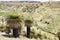 Giant Puya Raimondi, growing in the Andes near Ayacucho, Peru